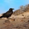 Krkavec velky - Corvus corax - Common Raven o2758